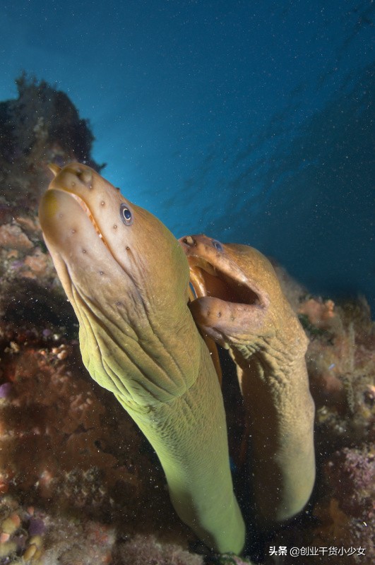 养殖黄鳝泥鳅黄辣丁网箱,农村创业养殖黄鳝泥鳅好项目