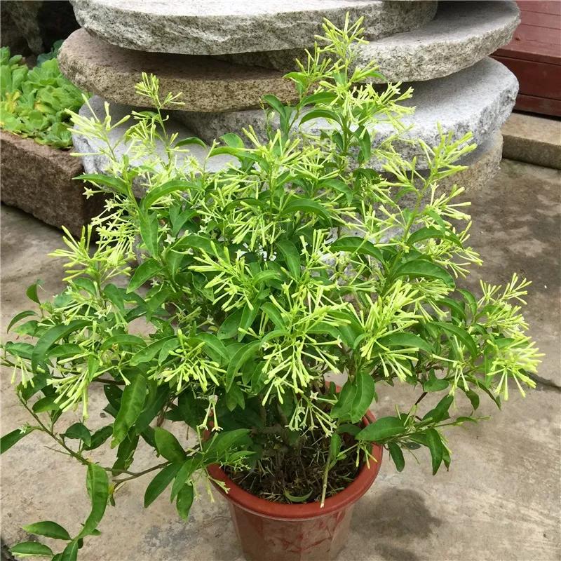 家里养什么植物驱蚊还美观,家里十种驱蚊植物哪种最好