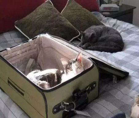 举报偷渡入境人员,偷渡入境的猫