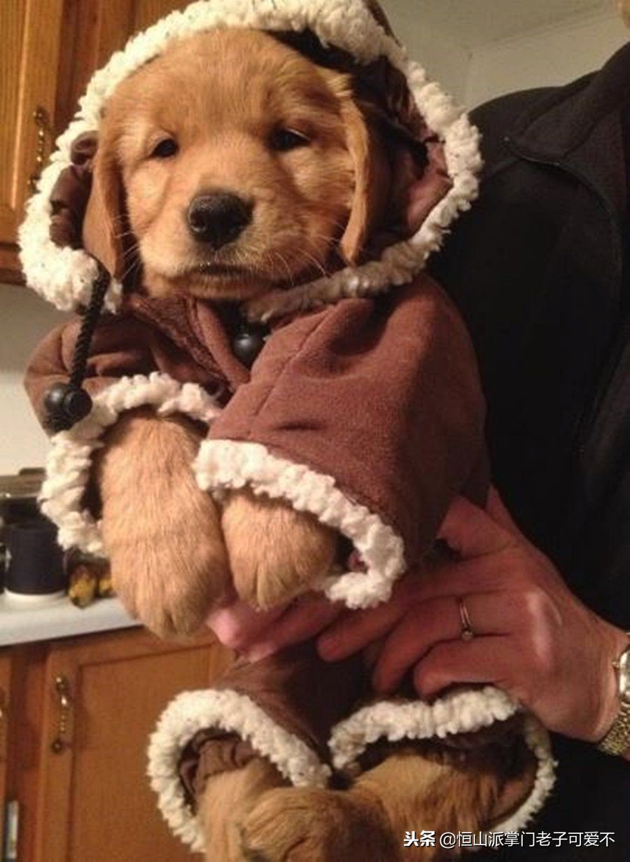 家里冷狗狗幼犬怎么保暖比较好,家里狗狗怎样才干净