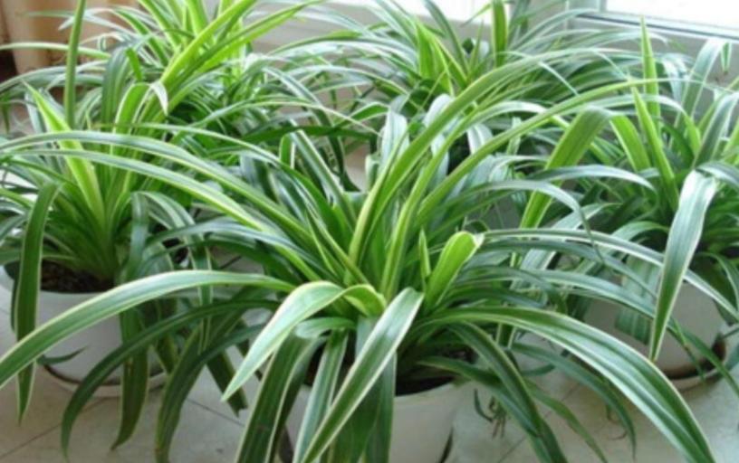 养吊兰的妙招用什么肥料,养吊兰的方法和技巧