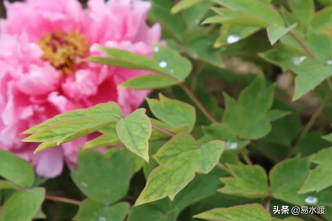 易县狼牙山小火车,河北保定易县火车