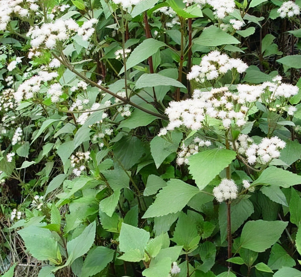 38种常见入侵植物花朵,38种疯狂的入侵植物