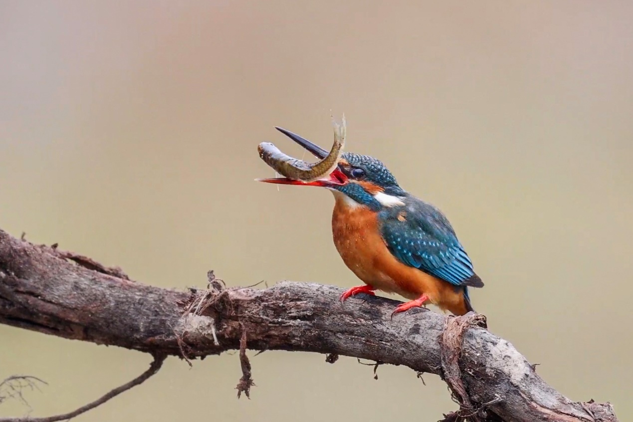 佳能r5和r5哪个更适合拍鸟,佳能eosr5适合拍鸟吗