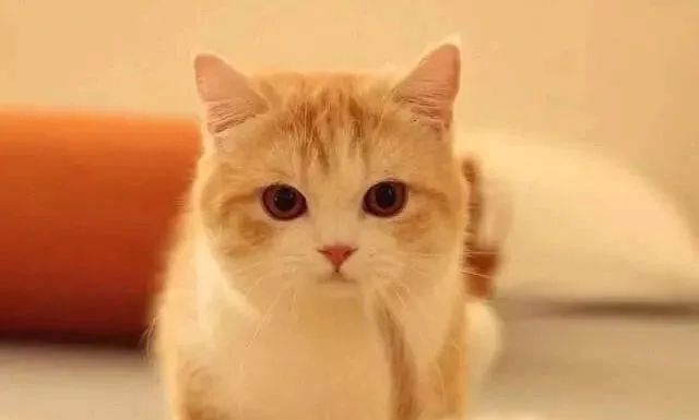 当我觉得养猫很贵时可以养什么猫,不考虑价格新手养什么猫好