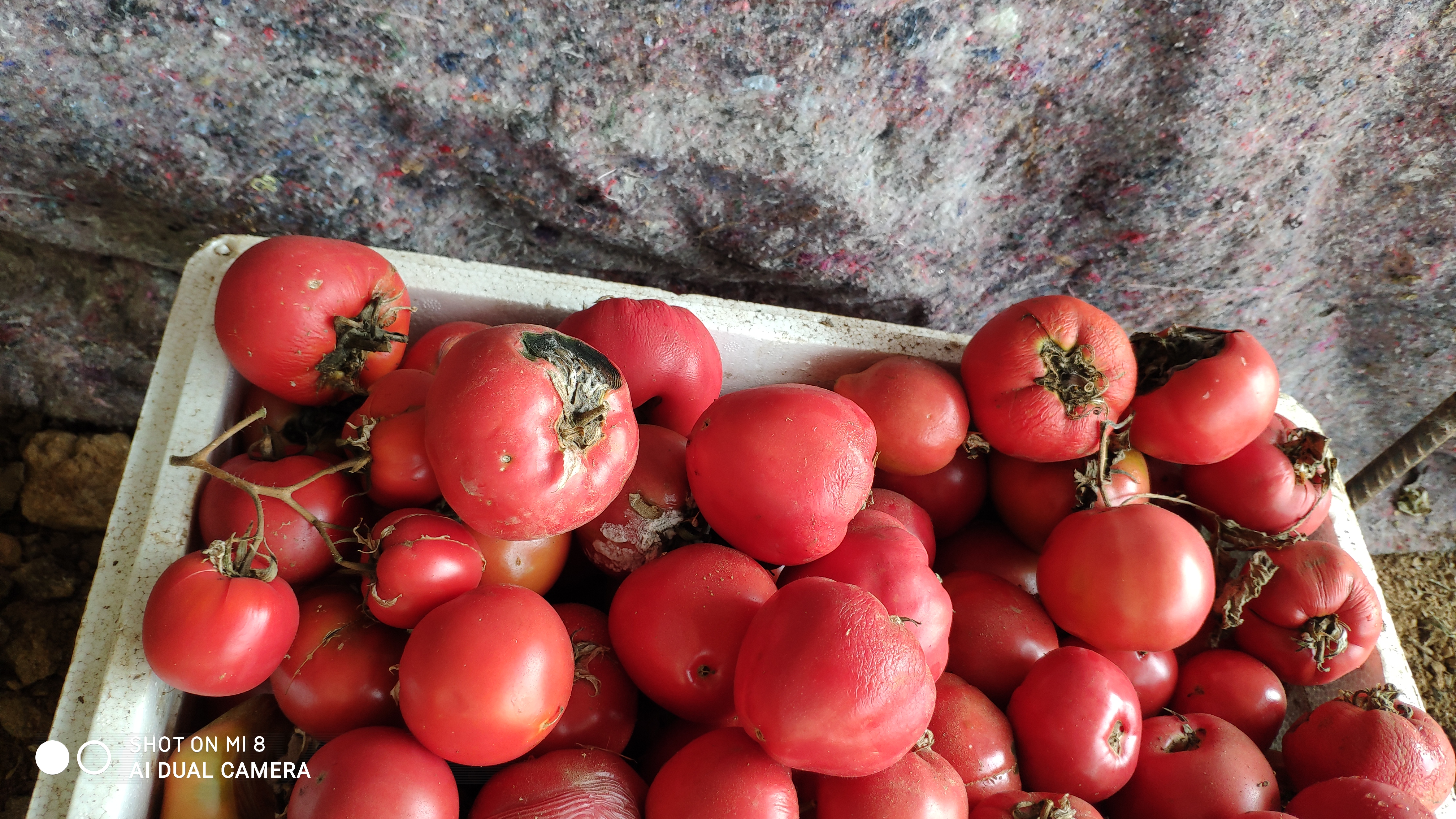 崂山水畔菜蔬鲜，黄石洞中书韵长