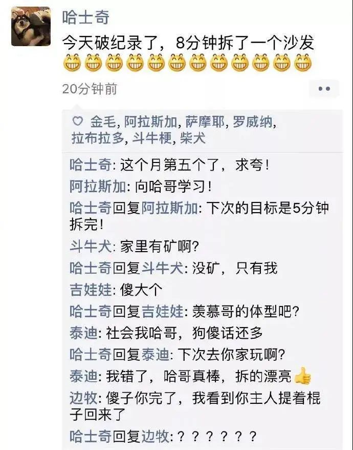 假如狗狗也有微信朋友圈,狗狗第一天来你家怎么发朋友圈