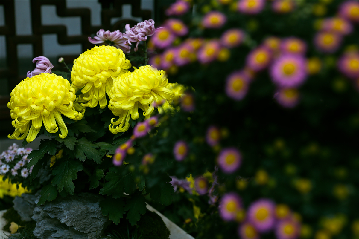 秋天苏州游玩,苏州旅游攻略秋天