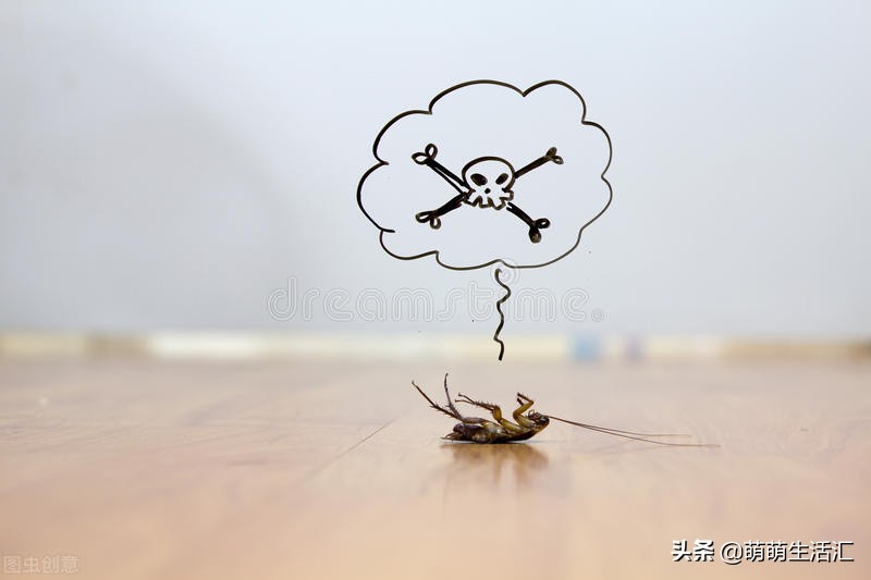 宿舍有蟑螂怎么消灭最彻底,宿舍有蟑螂怎么办生活小技巧
