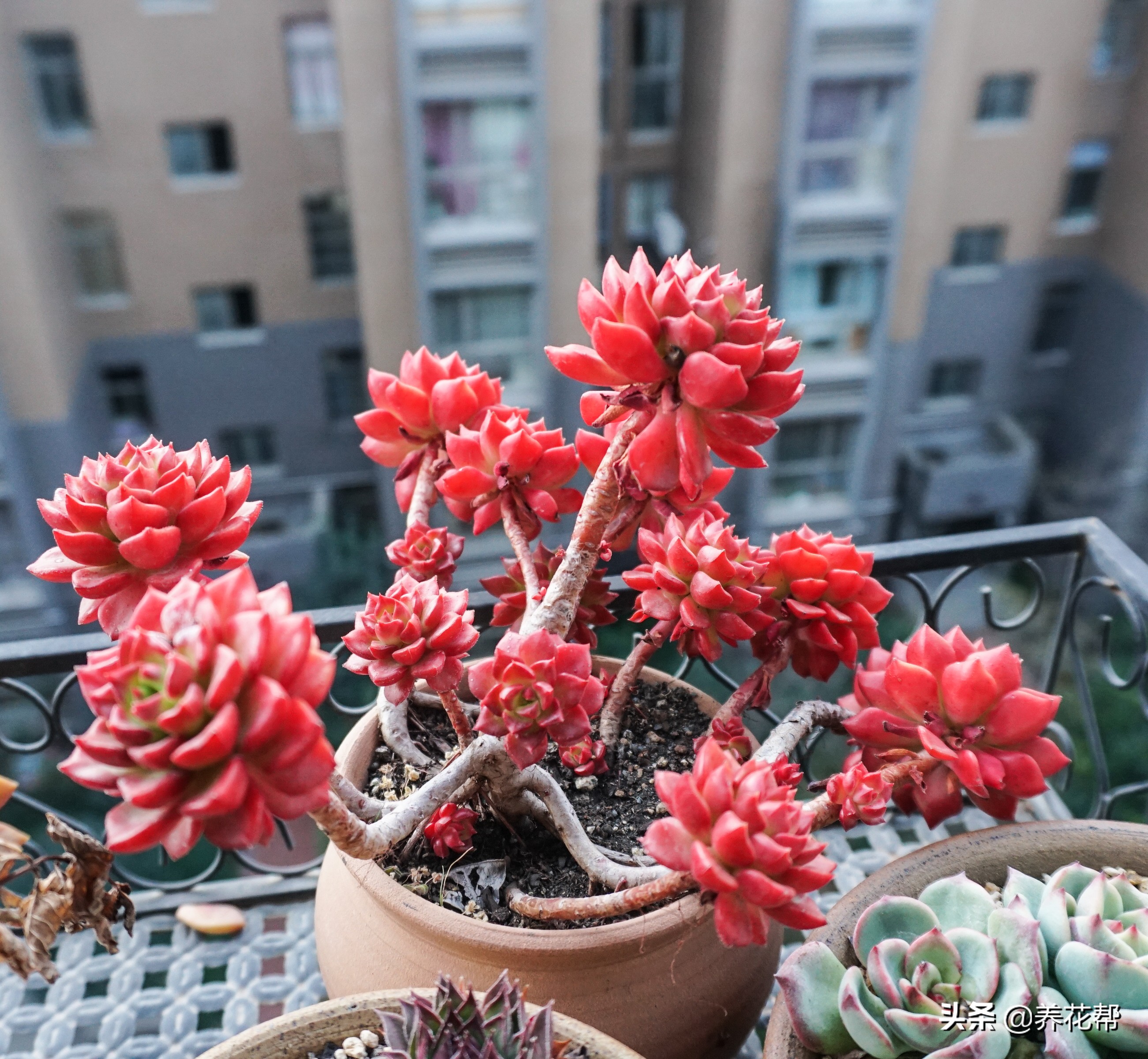 想要养一盆好花真的是太难了,想要养多肉植物的方法