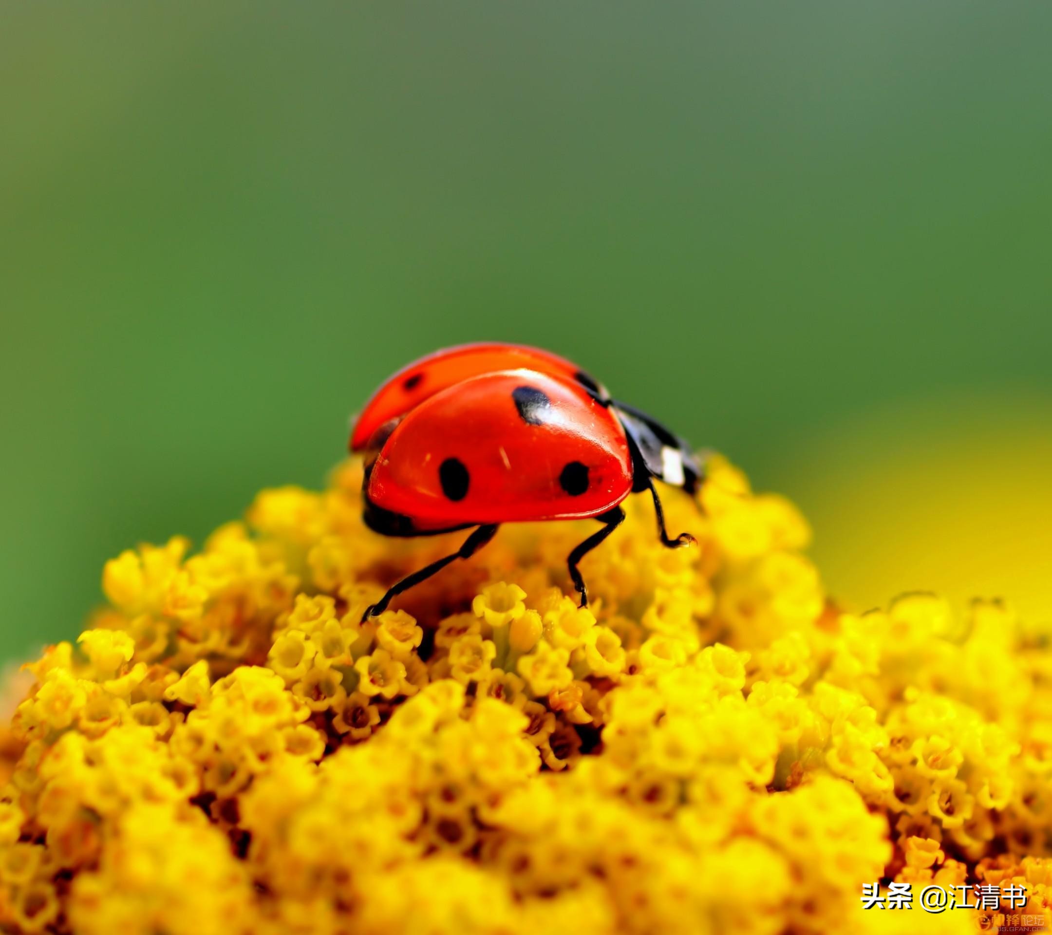 七星瓢虫能带来好运吗,七星瓢虫和二十四星瓢虫