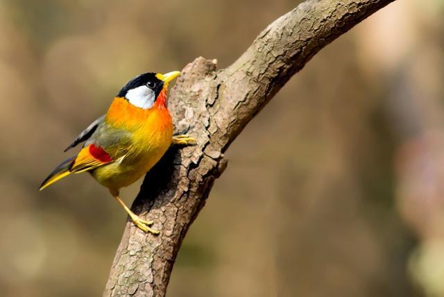 喜欢拍鸟吗？这7个方法让你记录“鸟儿”美，适合新手的拍照攻略