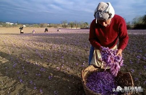 希腊西红花茶的种植,药食同源希腊西红花