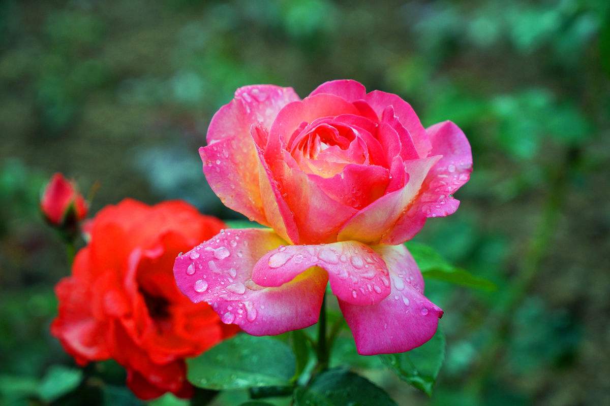 月季生长的原理,月季的生长条件