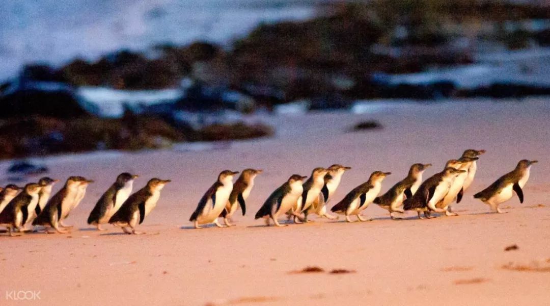 墨尔本蝉联宜居城市,全球宜居城市墨尔本