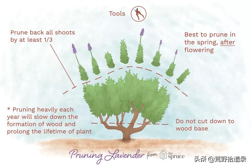 衣草的种植方法和注意事项图片,薰衣草种植需要什么条件才能种植