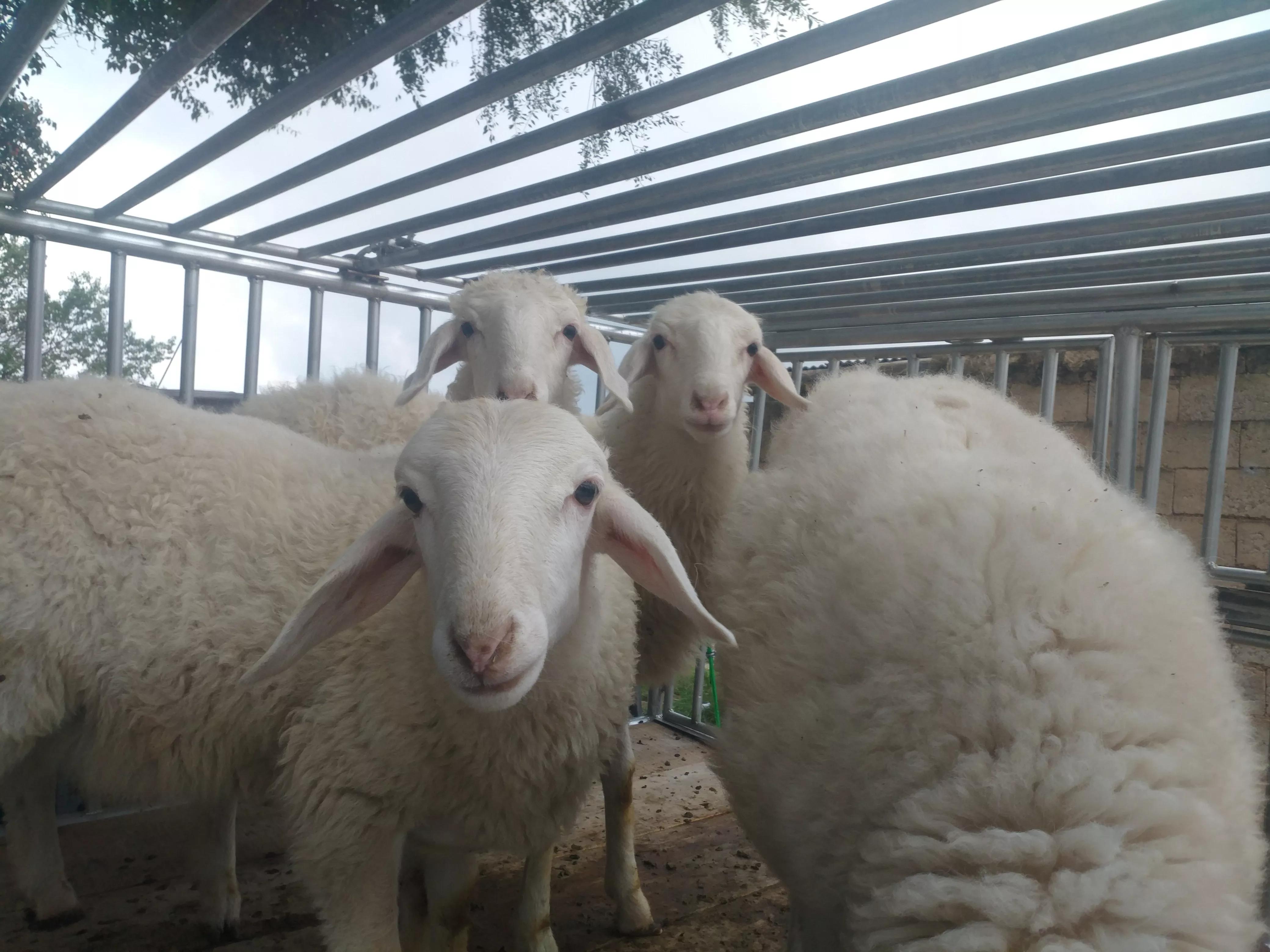 养殖一头母猪赚多少钱,农村养殖五头母猪能不能赚钱