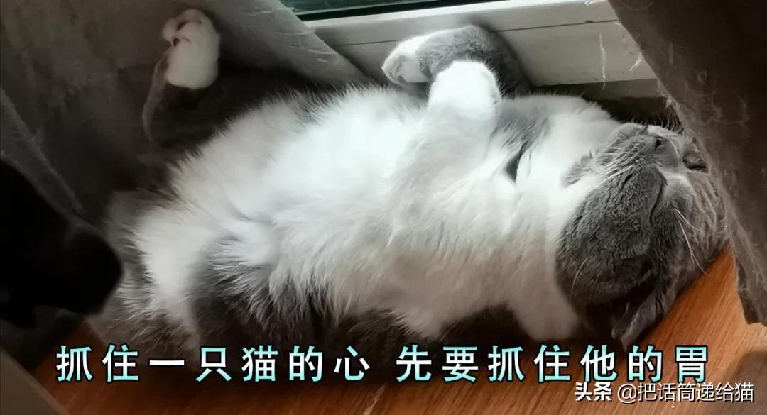 求助！我的猫以为自己是我妈怎么办？