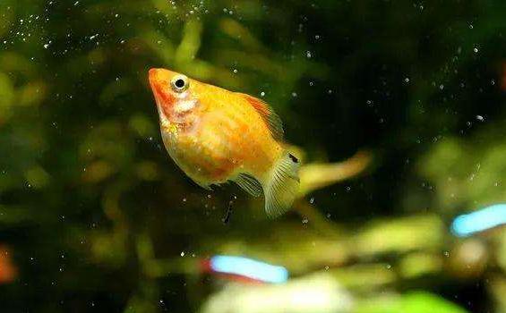 观赏鱼四季喂食,观赏鱼平常要怎么管理才能养好