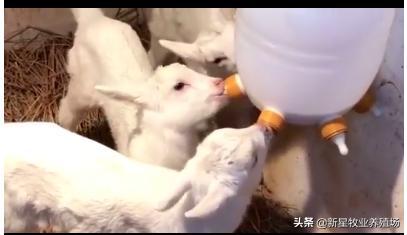 农村个人-羔羊失去母亲是喂羊奶粉，临期婴儿奶粉，保姆羊奶好？