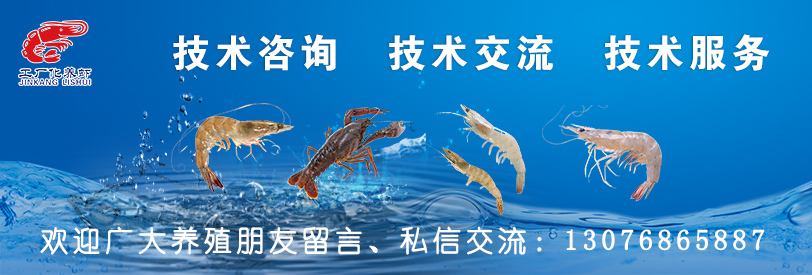 南美白对虾如何安全度过转肝期,南美白对虾怎么处理干净