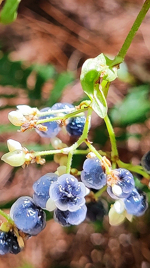 青秀山有什么独特之处,青秀山里有什么美景