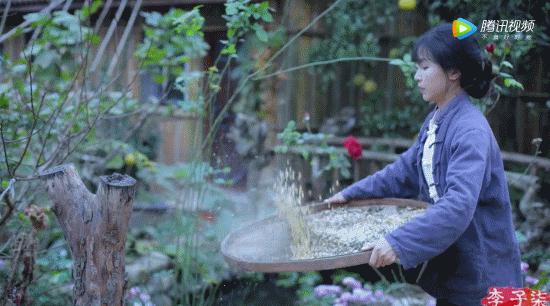 李子柒田园生活的魅力在哪里,当李子柒看到了不一样的田园生活