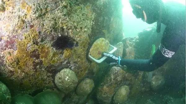 带你见识下世界上最大的鲍鱼,世界上最大的金鲍鱼