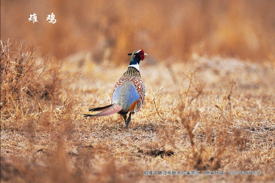 榻愰綈鍝堝皵瀚╂睙涓滄按鐝嶇鍏洯,榻愰綈鍝堝皵瀚╂睙涓滄按鐝嶇婀垮湴鍏洯