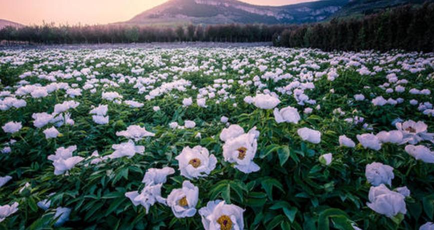 白牡丹中的牡丹王,白牡丹是白茶中的当家花旦