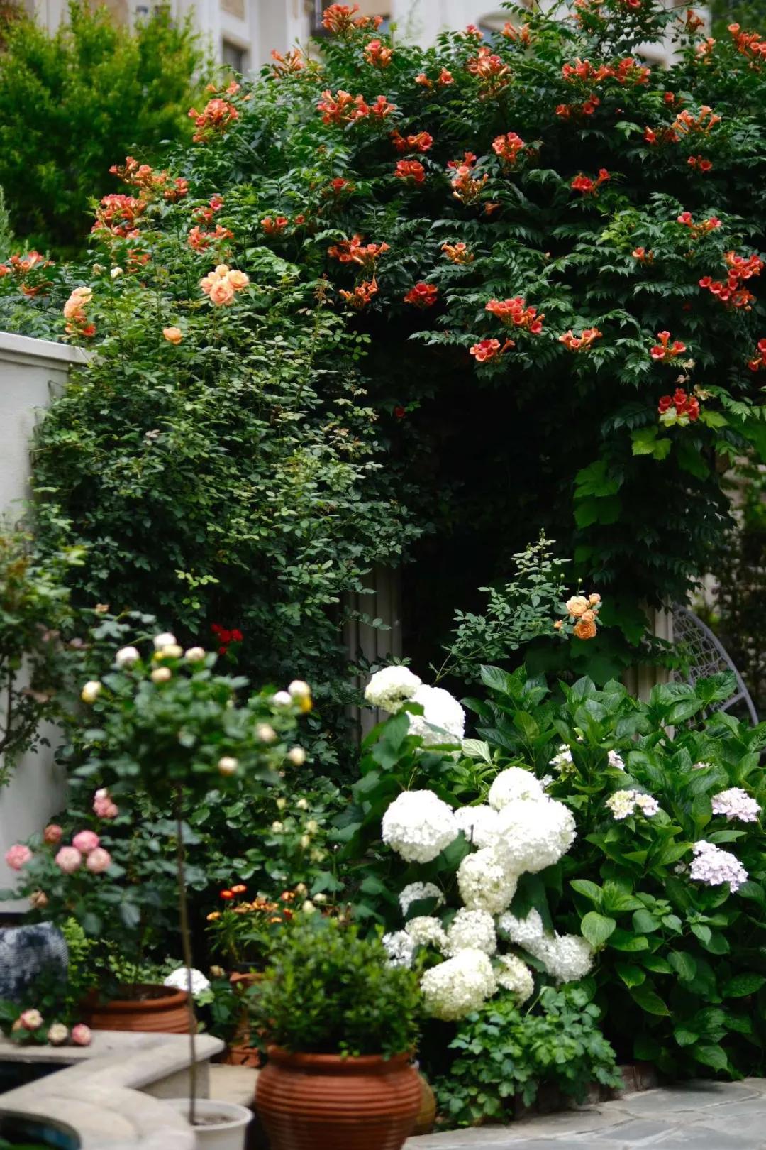 东北花园四季开花植物,北方一年四季都开花的花园