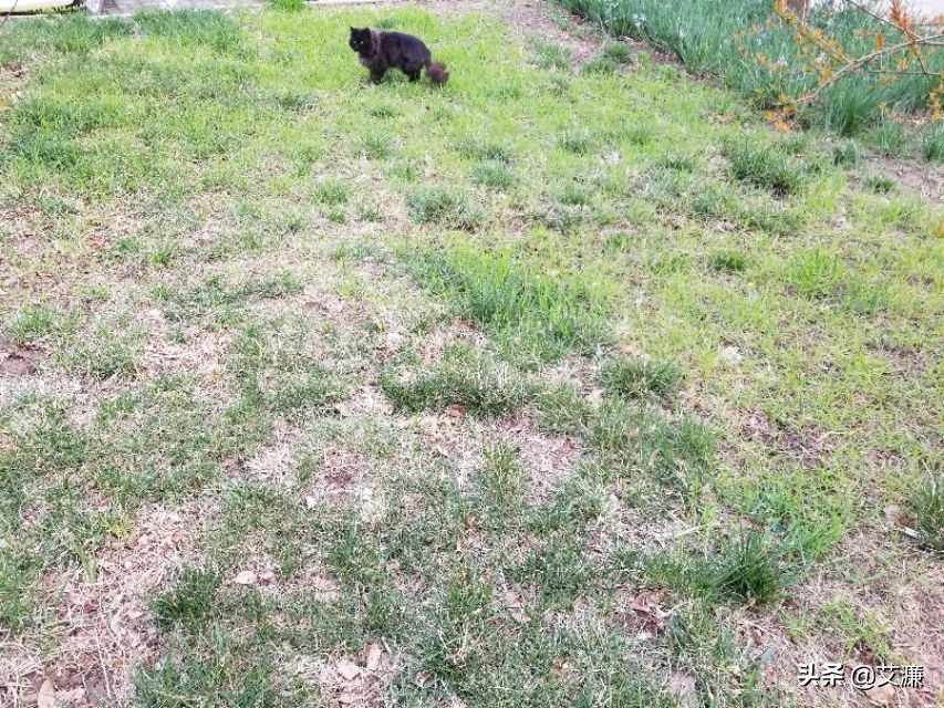 光影中的生灵仙鹤,光影生灵幻化图