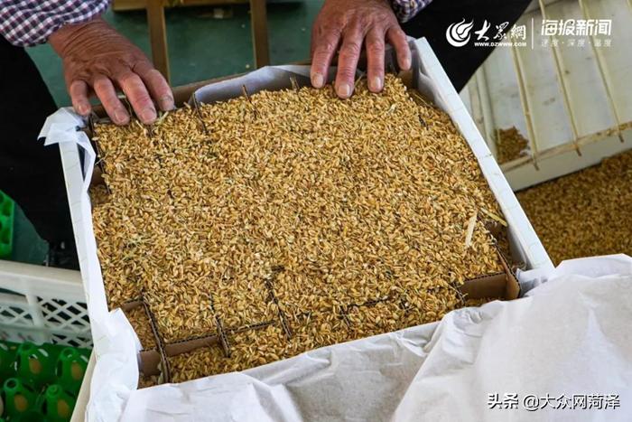 1元微力量捐款到武汉｜30枚爱心鲜鸡蛋26.8元，顺丰包邮到家