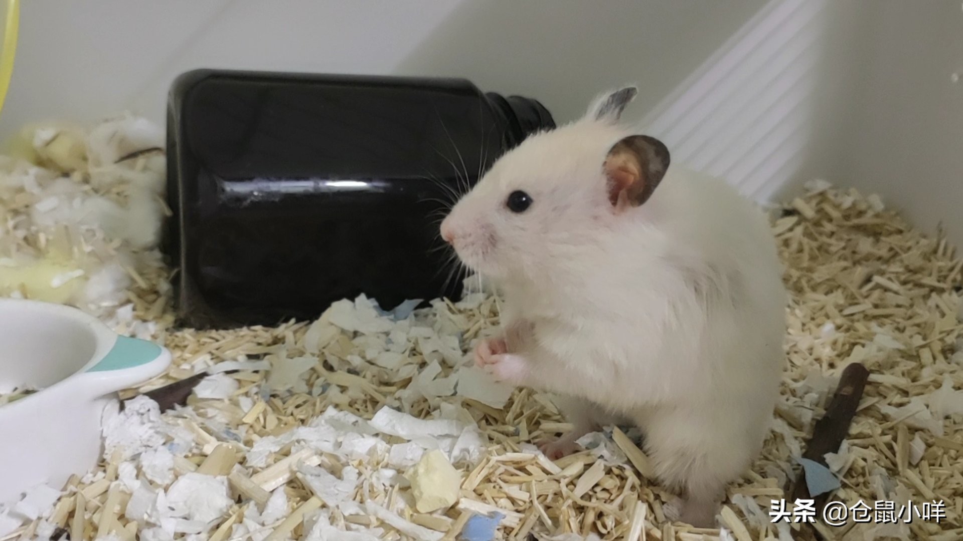 小学生的仓鼠怎么养新手教程,小学生养仓鼠新手入门必知
