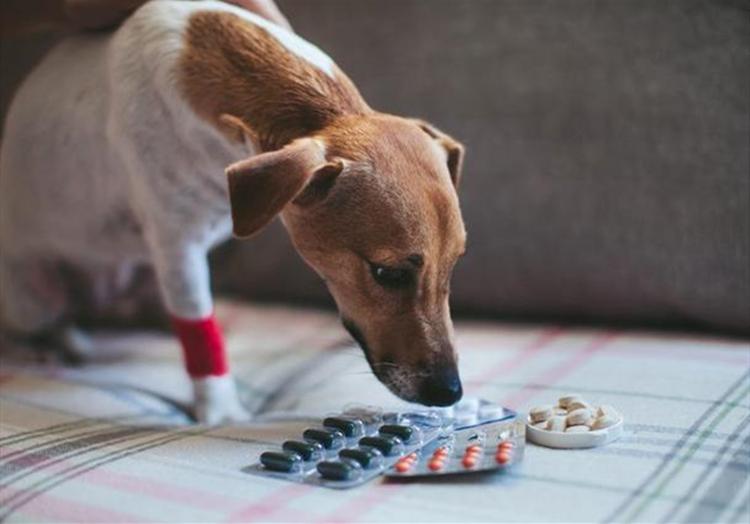 小奶狗生病了去打针,小奶狗被主人打会记仇吗