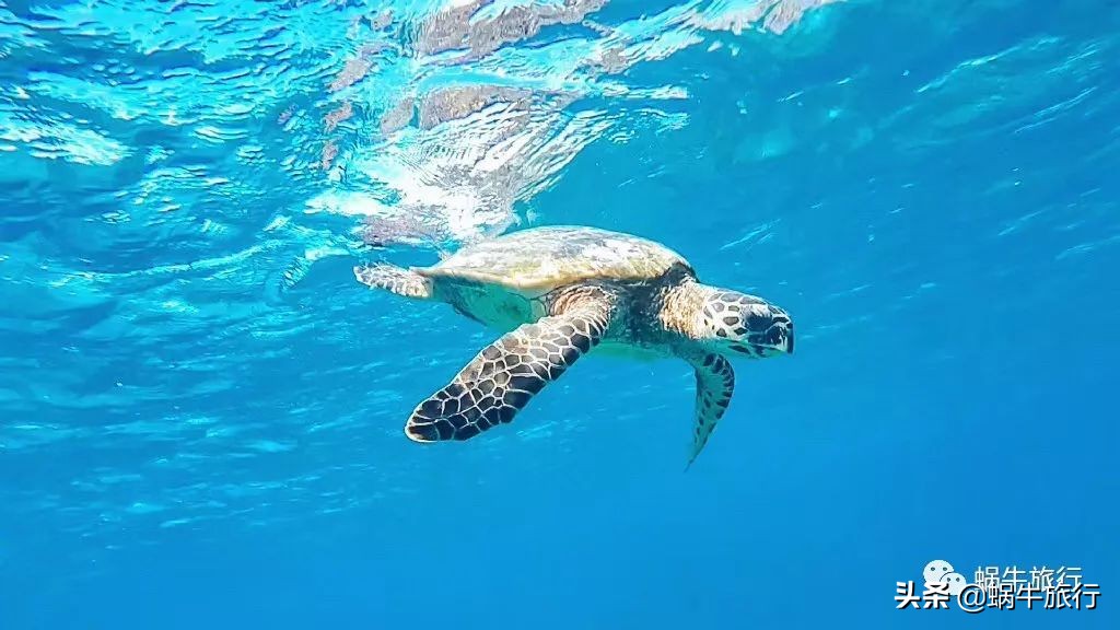 巨蜥像退休大爷休闲漫步；满海的活珊瑚、海葵…国家公园开岛啦