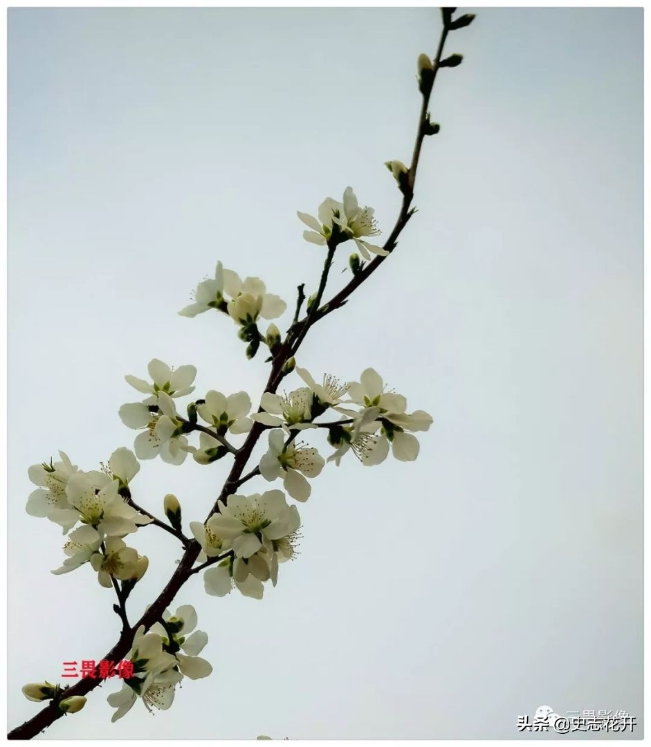 渡船作者：张树河