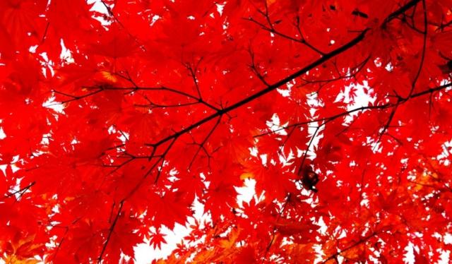 测一测你适合什么脸色,测一测你的性格主导色金色