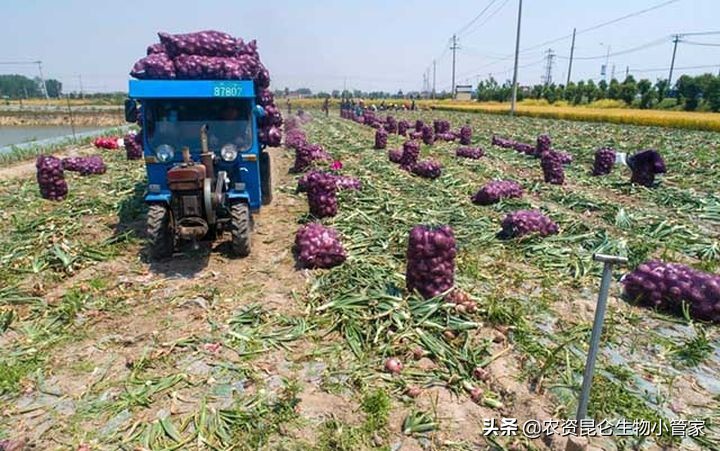 洋葱烂根,洋葱黄叶烂根是怎么了