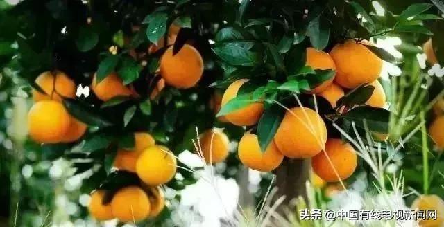 麻阳长寿冰糖橙之乡,麻阳冰糖橙中果和大果哪种好吃