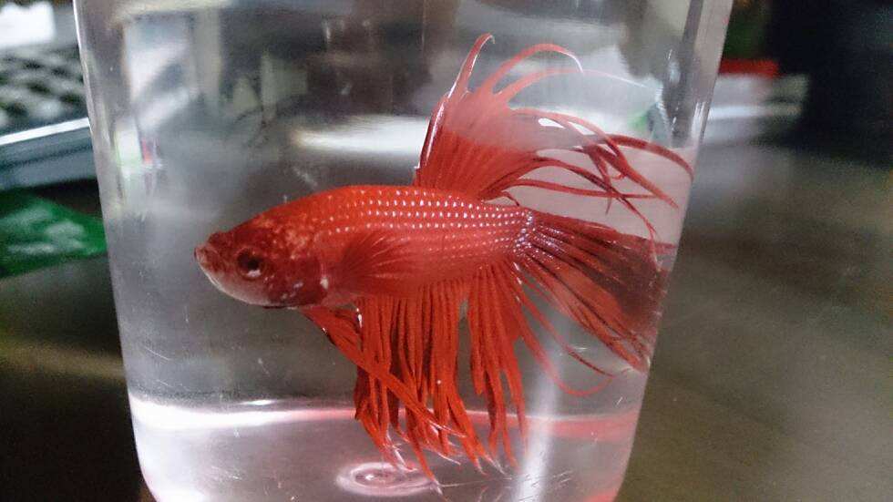 孔雀鱼的常见疾病和治疗,孔雀鱼常见疾病及解决方法