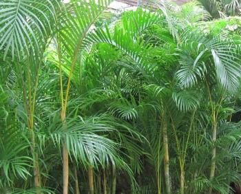 听月光下的凤尾竹你能感受到什么,月光下的凤尾竹律动