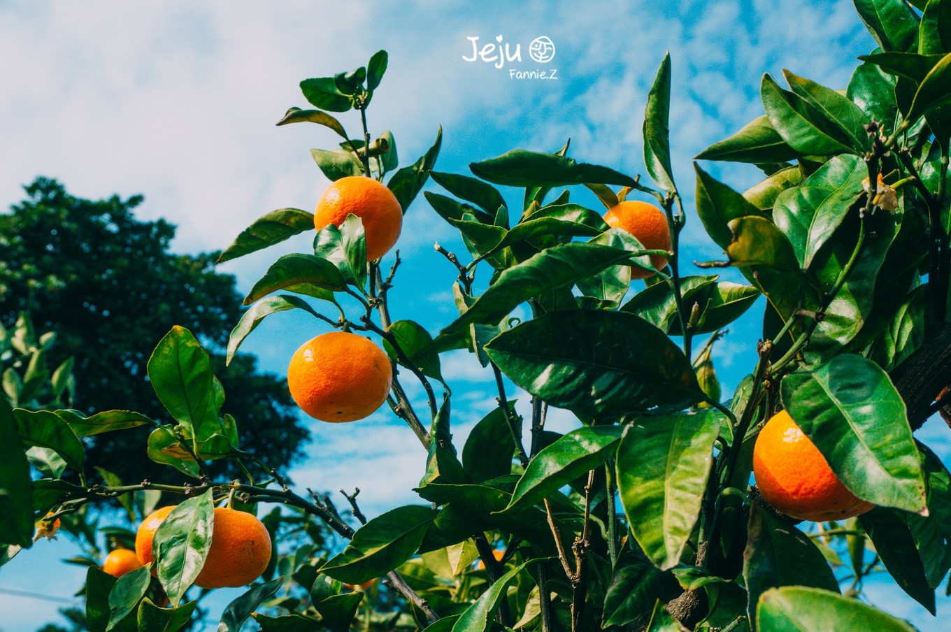 #嗨buy新罗#冬日，济州岛！想大声说遇见你有多幸运