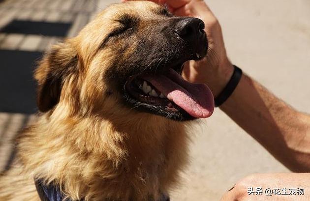 狗狗感冒支气管炎有什么症状,狗狗咳嗽怎么分辨是不是支气管炎