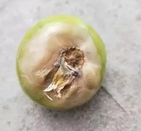 灰霉病的可怕之处——爆发迅速!对付灰霉病有没有好办法