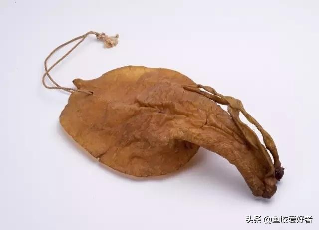 新手买鱼胶买什么好,网上买鱼胶要注意什么