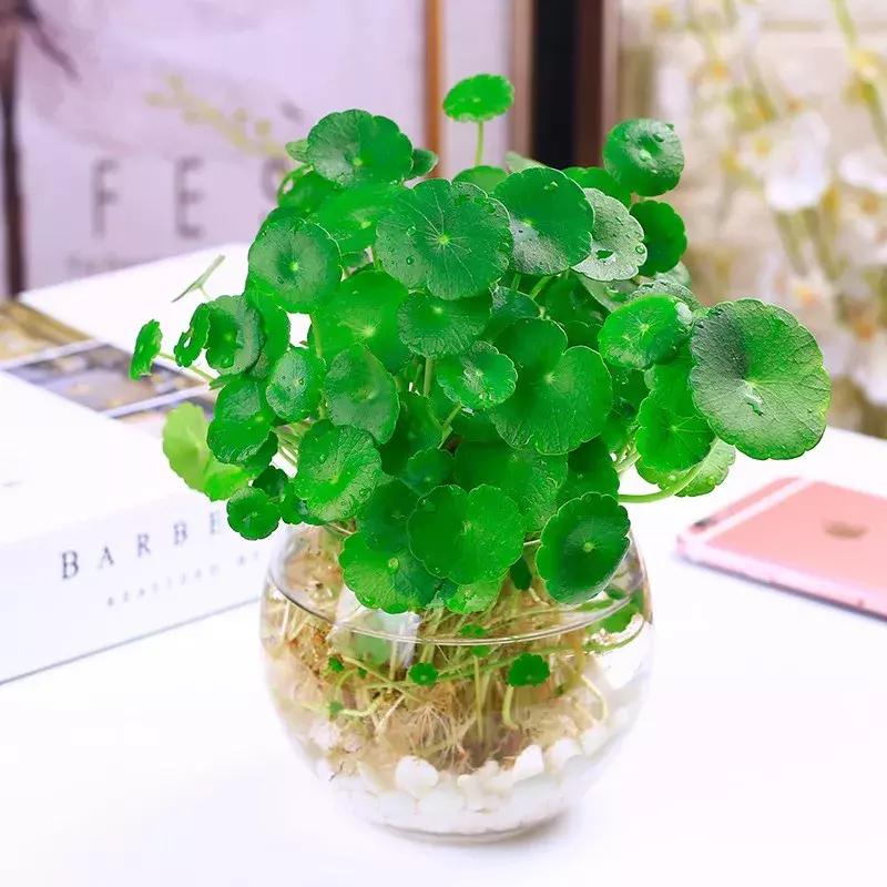 水培绿萝能放桌上吗,桌上水培花草