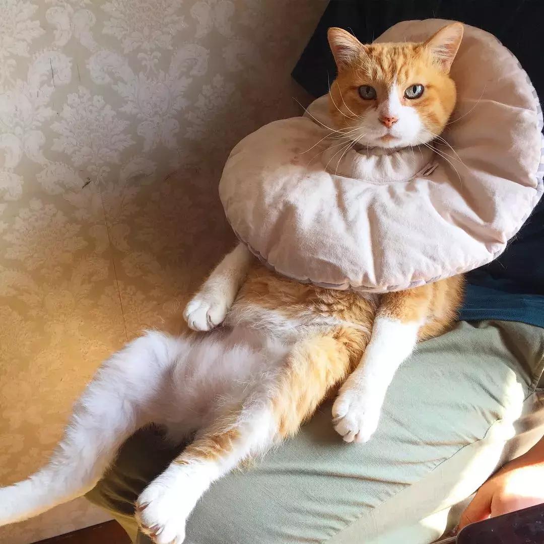 猫癣传染人如何才能治好,猫癣反复发作该怎么治疗