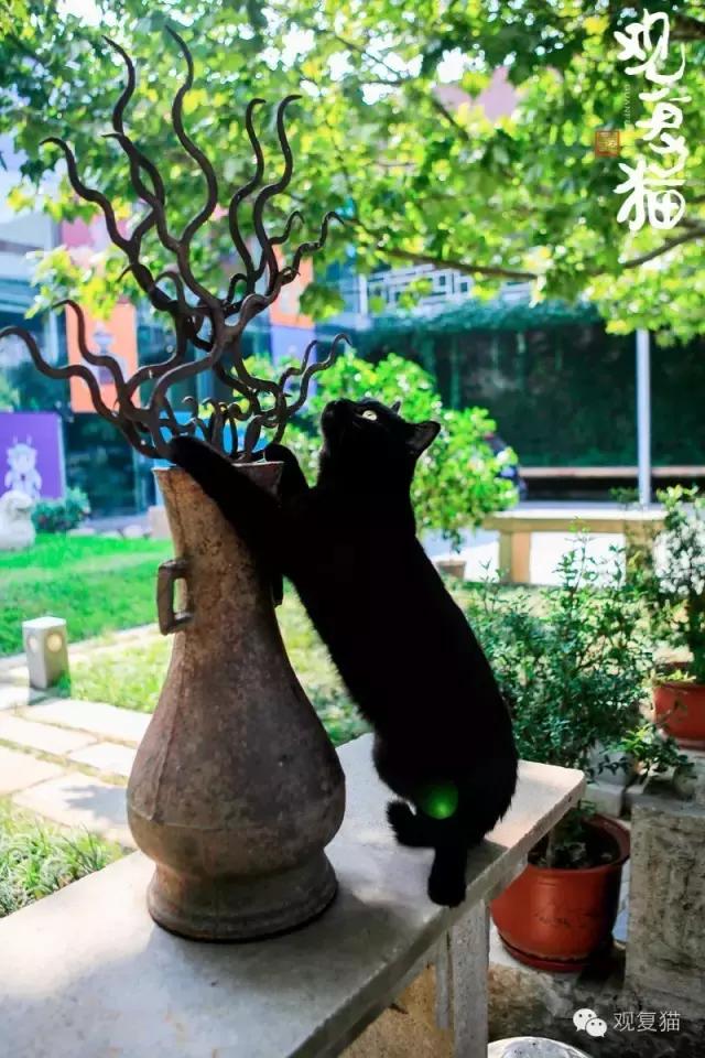 第一只黑猫来历,第一只黑猫是如何诞生的