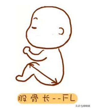 怎么判断胎儿腹围大小图解,怎么判断胎儿双顶径大
